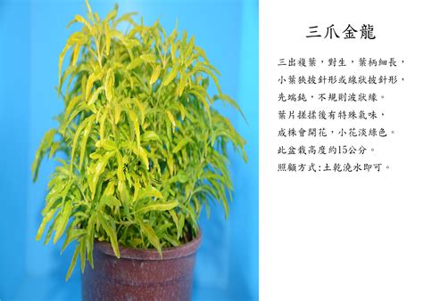 三爪金龍風水|【中台世界】─ 中台植物：三爪金龍